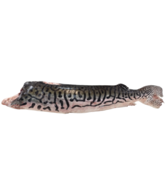 surubim.png